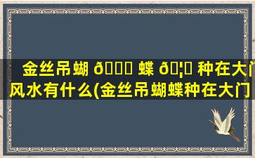 金丝吊蝴 🐒 蝶 🦊 种在大门风水有什么(金丝吊蝴蝶种在大门风水有什么讲究吗)